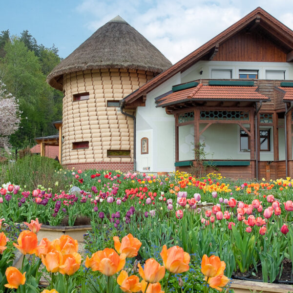 Ein Haus mit einem strohgedeckten Rundturm steht hinter farbenfrohen Tulpenbeeten in voller Blüte unter einem teilweise bewölkten Himmel.