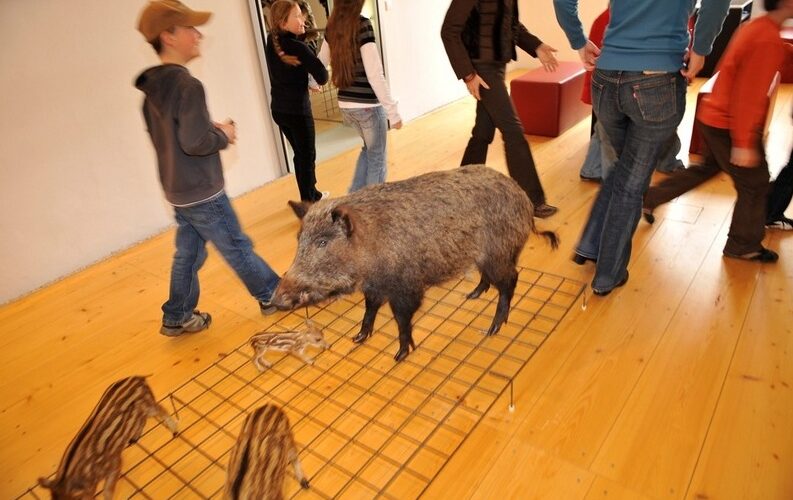 Ein Wildschwein und zwei Ferkel stehen auf einem Metallgitter in einem Raum mit Holzfußboden, während mehrere Personen um sie herumgehen.