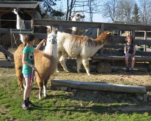 Zwei Mädchen interagieren mit drei Lamas in einem eingezäunten Außenbereich an einem sonnigen Tag; ein Mädchen hält ein Lama an der Leine, während das andere auf einem Holzgitter sitzt.