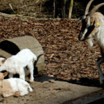Eine erwachsene Ziege steht neben zwei jungen Ziegen, von denen eine steht und eine liegt, auf einer Fläche aus Erde und Holzspänen mit Baumstämmen im Hintergrund.