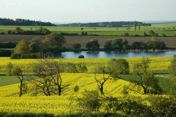 Eine ländliche Landschaft mit gelb blühenden Feldern, verstreuten Bäumen, einem Teich und sanften grünen Hügeln unter einem klaren Himmel.