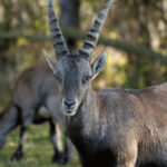 Zwei wilde Ziegen mit gebogenen Hörnern stehen auf einer sonnenbeschienenen, grasbewachsenen Fläche; eine Ziege ist der Kamera zugewandt, während die andere im Hintergrund grast.