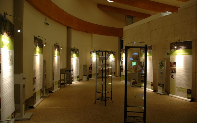 Ein gut beleuchteter Museumsausstellungsraum mit Vitrinen in der Mitte und beleuchteten Informationstafeln entlang der gebogenen Wände.