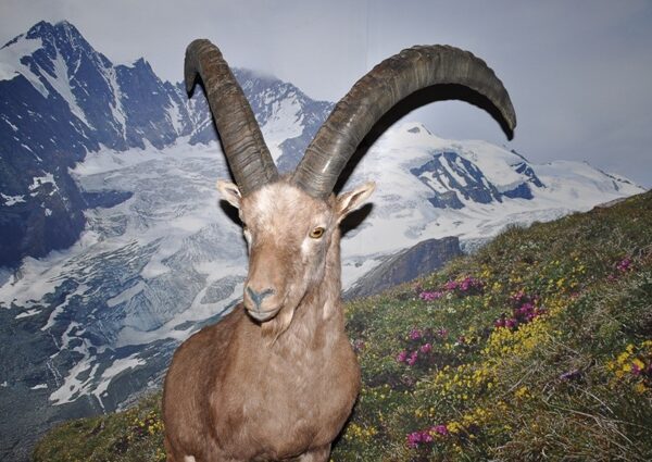 Eine Bergziege mit großen gebogenen Hörnern steht auf einem grasbewachsenen Hang mit Wildblumen, im Hintergrund sind schneebedeckte Berge zu sehen.