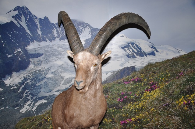 Eine Bergziege mit großen gebogenen Hörnern steht auf einem grasbewachsenen Hang mit Wildblumen, im Hintergrund sind schneebedeckte Berge zu sehen.