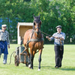 Zwei Männer führen ein braunes Pferd über ein grasbewachsenes Feld; ein Mann hält die Zügel, während der andere hinterherläuft und einen kleinen Wagen mit Rädern lenkt.