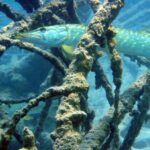 Ein Fisch schwimmt zwischen untergetauchten, mit Algen bewachsenen Ästen unter Wasser und verschmilzt mit seiner Umgebung.