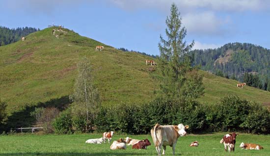 Ein grasbewachsener Hügel und eine Weide mit mehreren Kühen, die stehen und liegen; Bäume säumen den Rand und entfernte Hügel sind unter einem teilweise bewölkten Himmel zu sehen.