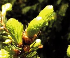 Nahaufnahme von hellgrünen Fichtenknospen, die aus einem Zweig herauswachsen, wobei das Sonnenlicht das neue Wachstum vor einem dunklen Hintergrund hervorhebt.