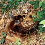 Ein Rehkitz mit weißen Flecken liegt zusammengerollt auf dem Waldboden zwischen trockenen Blättern und grünen Pflanzen.