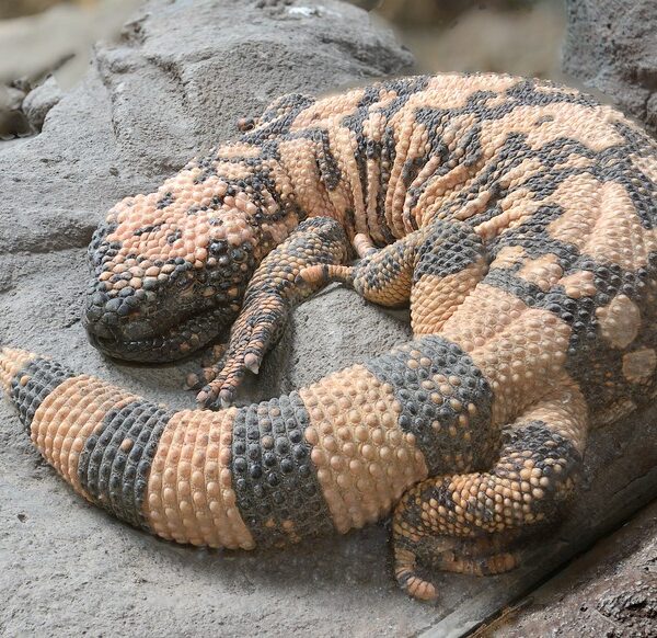 Ein Gila-Monster mit unebener, orange-schwarz gemusterter Haut liegt zusammengerollt auf einer grauen Felsenoberfläche.