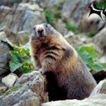 Ein Murmeltier steht zwischen Steinen und grünen Blättern und schaut in Richtung Kamera. In der rechten oberen Ecke ist das Logo des Wildparks Assling zu sehen.