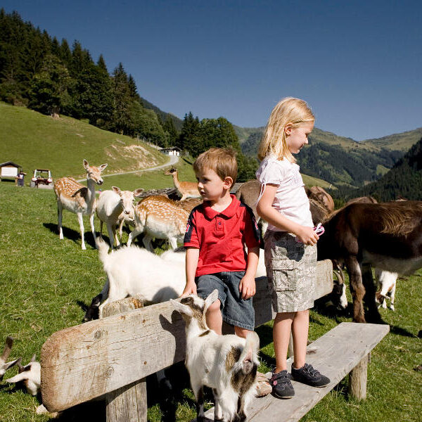 Zwei kleine Kinder stehen auf einer Holzbank in einem grasbewachsenen Feld, umgeben von Ziegen und Rehen, mit Hügeln und Bäumen im Hintergrund unter einem klaren blauen Himmel.