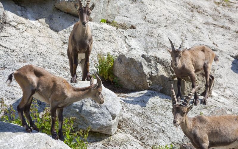 Vier junge Alpensteinböcke stehen und grasen zwischen Felsen an einem sonnigen, felsigen Hang.