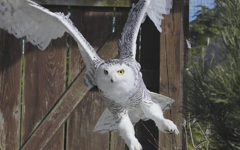Eine Schneeeule im Flug, mit ausgebreiteten Flügeln, mit einem Holzzaun und Grünpflanzen im Hintergrund.