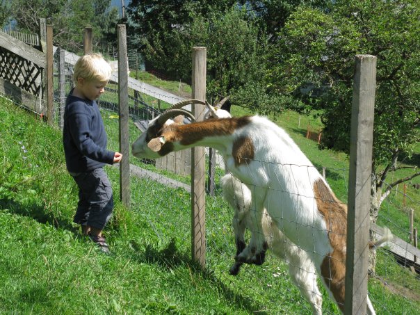 Ein kleines Kind steht im Gras und greift nach einer Ziege, die sich durch einen Drahtzaun lehnt. Im Hintergrund sind Bäume und eine Holzkonstruktion zu sehen.