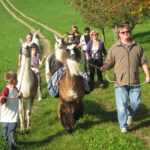 Eine Gruppe von Menschen, darunter auch Kinder, geht an einem sonnigen Tag mit Lamas, die Rucksäcke tragen, einen grasbewachsenen Weg entlang.