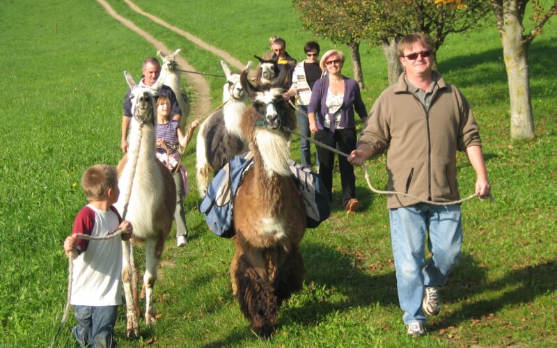 Eine Gruppe von Menschen, darunter auch Kinder, geht an einem sonnigen Tag mit Lamas, die Rucksäcke tragen, einen grasbewachsenen Weg entlang.