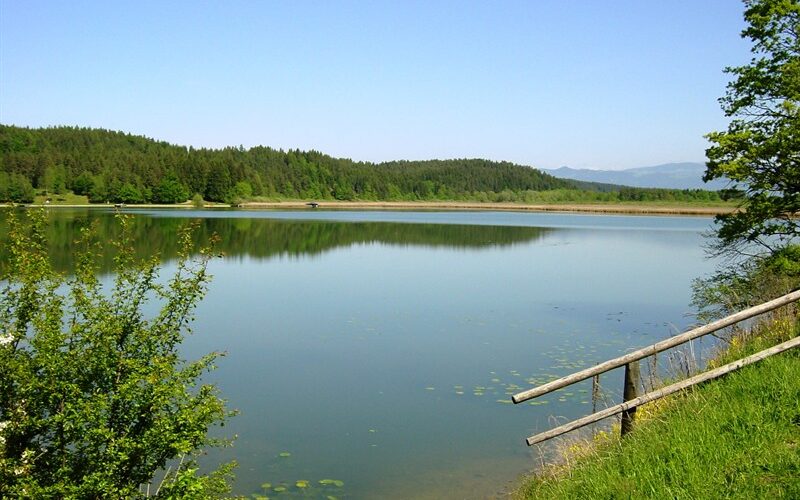 Ein ruhiger See, umgeben von grünen Bäumen und Gras, mit einem Holzgeländer, das am Ufer entlang ins Wasser führt, unter einem klaren blauen Himmel.
