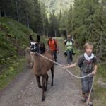 Eine Gruppe von Menschen wandert auf einem Waldweg, während ein Junge ein Lama an einem Seil führt.