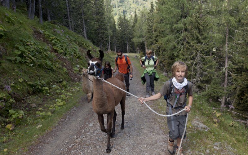 Eine Gruppe von Menschen wandert auf einem Waldweg, während ein Junge ein Lama an einem Seil führt.