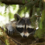 Ein Waschbär stützt seinen Kopf und seine Vorderpfoten auf einen Ast und schaut direkt in die Kamera, umgeben von grünem Laub.