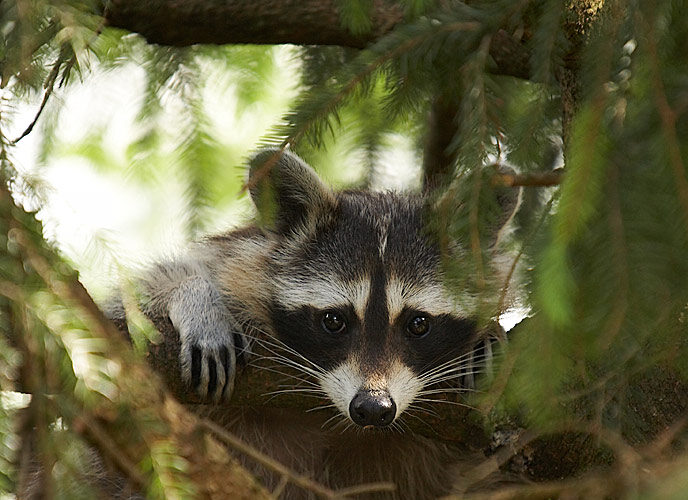 Ein Waschbär stützt seinen Kopf und seine Vorderpfoten auf einen Ast und schaut direkt in die Kamera, umgeben von grünem Laub.