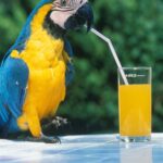 Ein blau-gelber Papagei steht auf einem Tisch und schlürft mit einem Strohhalm Orangensaft aus einem Glas.