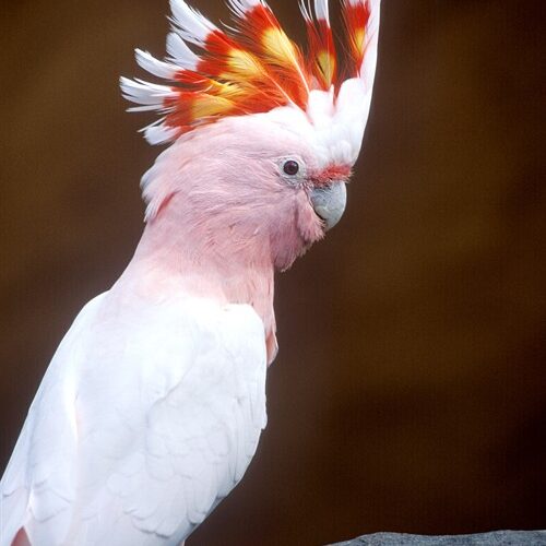 Ein Großer Mitchell-Kakadu mit weißem und blassrosa Gefieder und einem erhabenen Kamm mit roten und gelben Akzenten, der auf einem Ast vor einem dunklen Hintergrund sitzt.