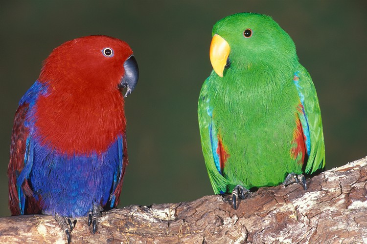 Ein roter und blauer Papagei sitzt neben einem grünen Papagei mit gelbem Schnabel auf einem Baumzweig vor einem unscharfen Hintergrund.
