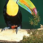 Ein Kielschnabeltukan mit farbenfrohem Schnabel hockt auf einem Zweig und hält ein Moosbüschel im Schnabel, vor einem grünen Hintergrund.