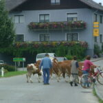 Drei Personen, eine davon mit einem Fahrrad, führen eine Gruppe von Kühen über eine Straße vor einem Haus mit Blumenkästen auf den Balkonen.