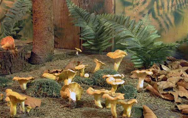 Gelbe Pilze wachsen auf dem Waldboden zwischen trockenen Blättern, Moos und Farnen, wobei ein Baumstamm und ein hölzerner Hintergrund sichtbar sind.