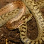 Zwei Schlangen, eine braune und eine hellbraune mit dunkler Zeichnung, liegen zusammengerollt auf einem Fleck Erde.