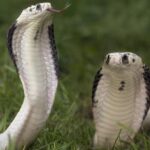 Zwei Kobras mit hochgezogenen Kapuzen stehen im Gras, eine davon mit ausgestreckter Zunge.