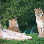 Drei Eurasische Luchse mit Büschelohren und geflecktem Fell ruhen auf grasbewachsenem Boden; zwei liegen, während einer aufrecht vor ihnen sitzt.