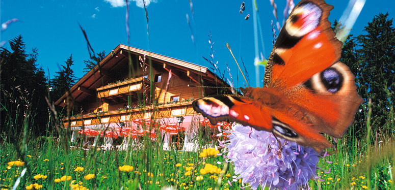 Nahaufnahme eines Schmetterlings auf einer lilafarbenen Blume auf einer Wiese, mit einem Holzhaus und Bäumen im Hintergrund unter blauem Himmel.