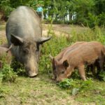 Ein erwachsenes Wildschwein steht mit drei Ferkeln in einer natürlichen, bewaldeten Umgebung im Gras.