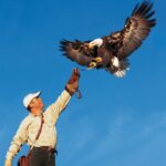 Ein Mann, der einen Handschuh trägt, hält seinen Arm hoch, auf dem ein Weißkopfseeadler landet. Im Hintergrund ist eine Burg unter einem klaren blauen Himmel zu sehen.