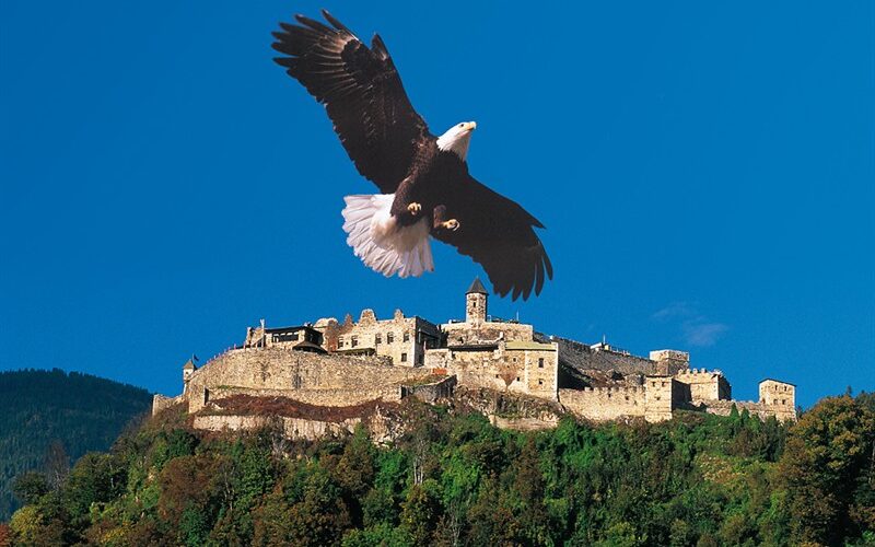 Ein großer Weißkopfseeadler fliegt am Himmel über einer alten, von Bäumen umgebenen Steinburg, mit einem klaren blauen Himmel im Hintergrund.