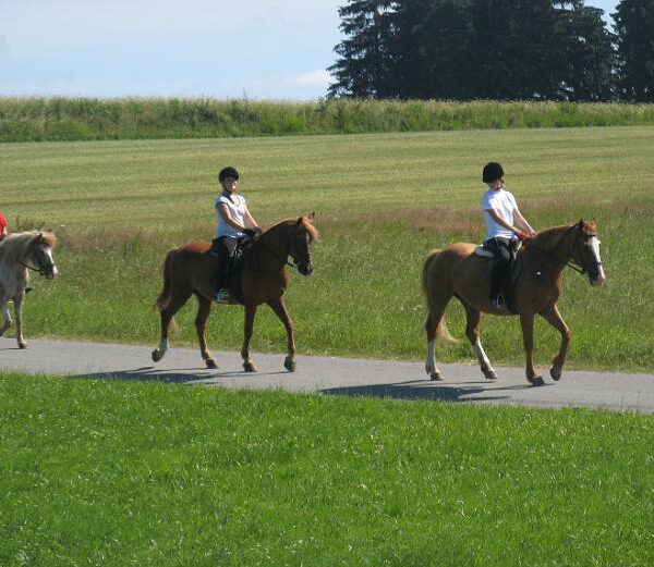 Drei Personen mit Helmen reiten auf Pferden in einer Reihe auf einem gepflasterten Weg neben einem grasbewachsenen Feld, mit Bäumen und Feldfrüchten im Hintergrund.