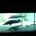 Mehrere große und kleine Fische schwimmen in einem Glasaquarium mit Kiesboden und grünlichem Hintergrund.