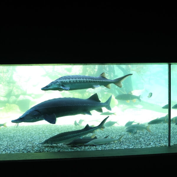 Mehrere große und kleine Fische schwimmen in einem Glasaquarium mit Kiesboden und grünlichem Hintergrund.