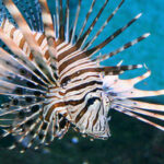 Ein Rotfeuerfisch mit langen, gestreiften Flossen schwimmt im klaren blauen Wasser.