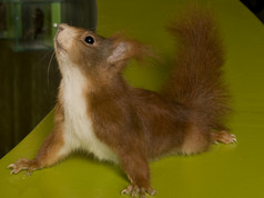 Ein rotes Eichhörnchen steht auf einer grünen Fläche und streckt seinen Körper mit erhobenem Schwanz und nach oben geneigtem Kopf.
