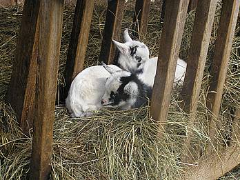 Zwei junge weiße und schwarze Ziegen ruhen auf einem Heubett zwischen Holzlatten in einem Gehege.