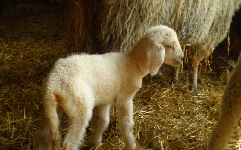 Ein junges Lamm mit weißer Wolle steht auf Stroh neben dem wolligen Körper eines erwachsenen Schafes, das teilweise im Hintergrund zu sehen ist.