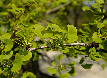Nahaufnahme eines Baumzweigs mit fächerförmigen grünen Blättern und mehreren kleinen Knospen vor einem unscharfen natürlichen Hintergrund.