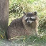 Ein Waschbär sitzt im Gras neben einem Holzpfosten, umgeben von hoher grüner Vegetation.
