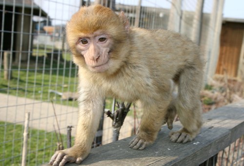 Ein junger, hellbrauner Affe steht auf einem Holzgeländer in einem Außengehege mit Drahtzaun und Gras im Hintergrund.